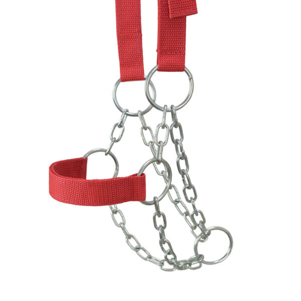 Red Cow Halter with Chain - Image 4